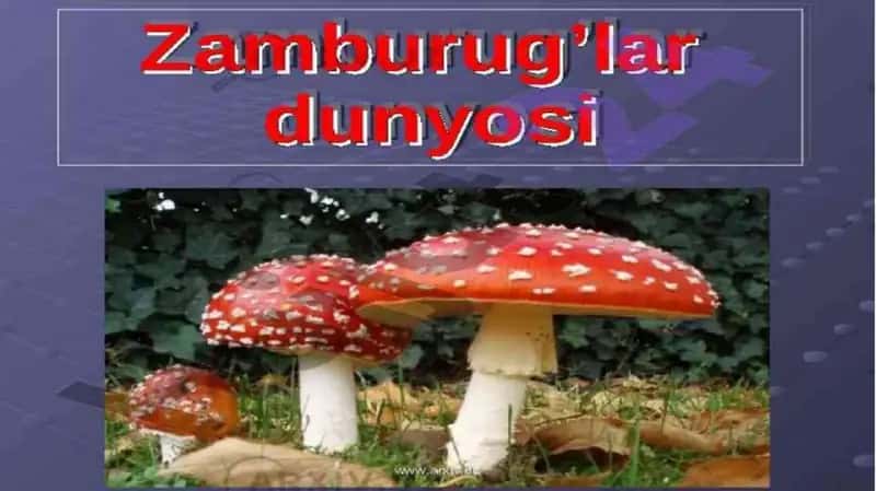 Zamburugʻlar dunyosi