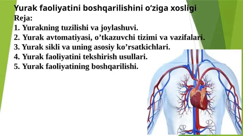 Yurak faoliyatini boshqarilishini o‘zigaxosligi