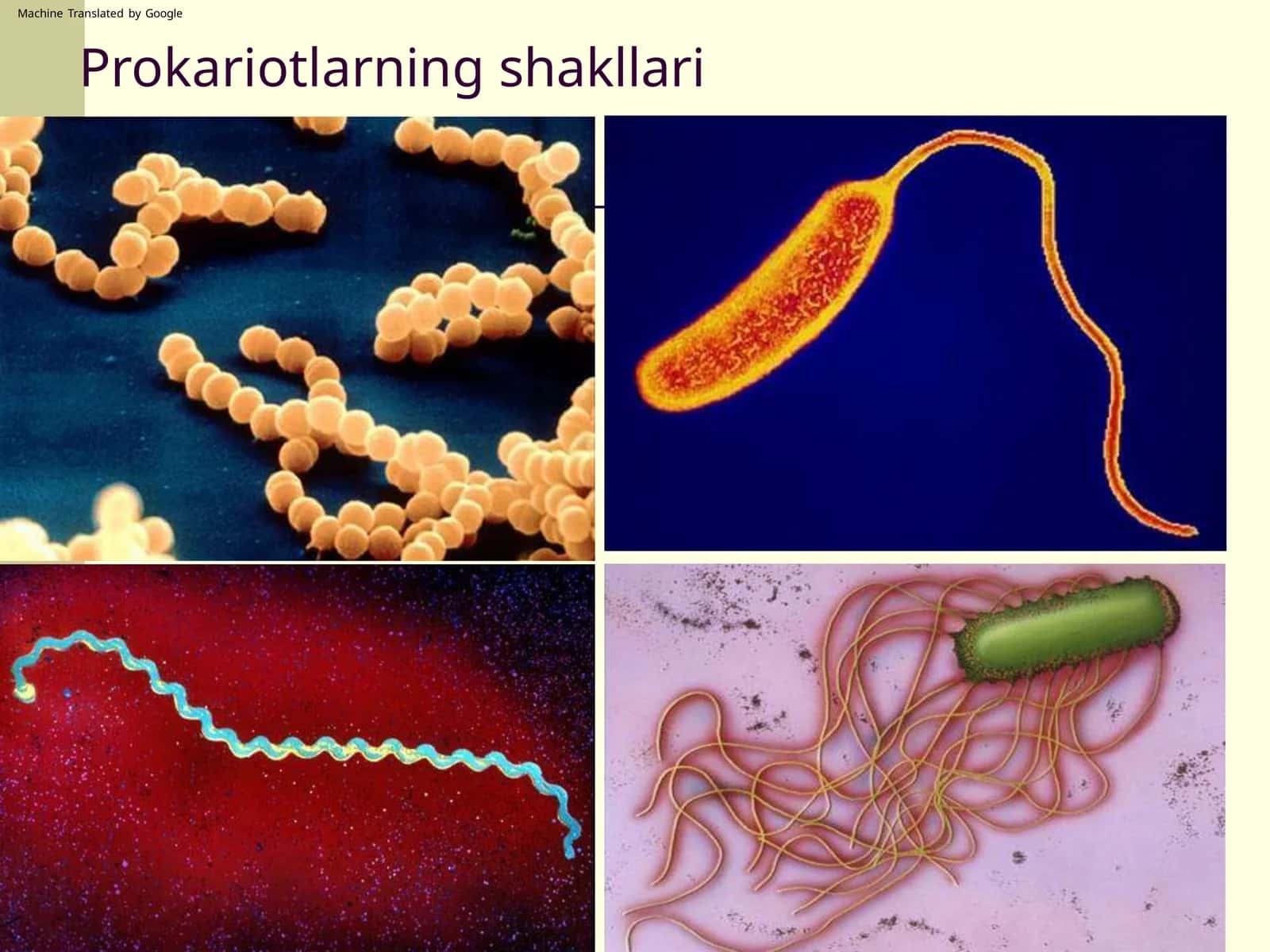 Prokariotlarning shakllari
