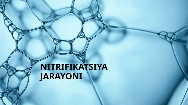 Nitrifikatsiya jarayoni