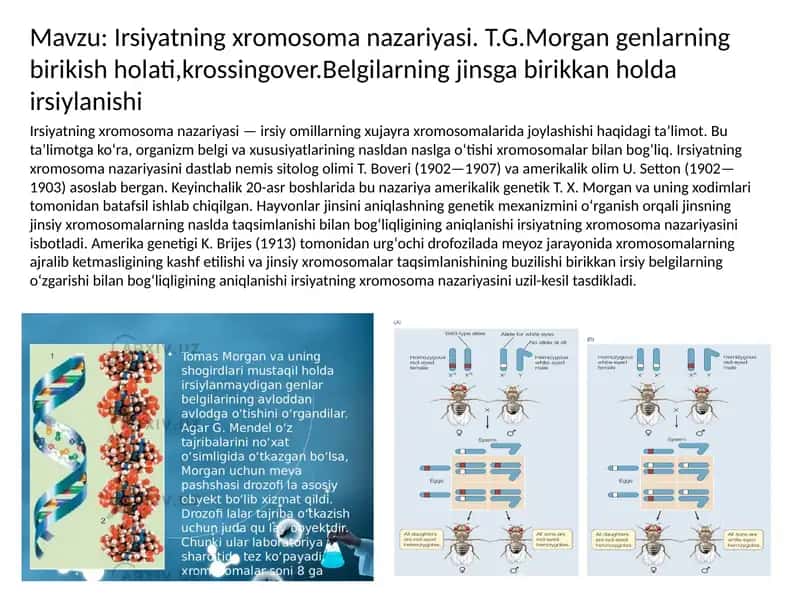 Irsiyatning xromosoma nazariyasi. T.G.Morgan genlarning birikish holati,krossingover.Belgilarning jinsga birikkan holda irsiylanishi