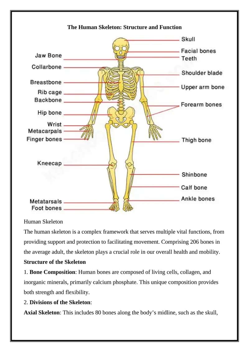 Human Skeleton