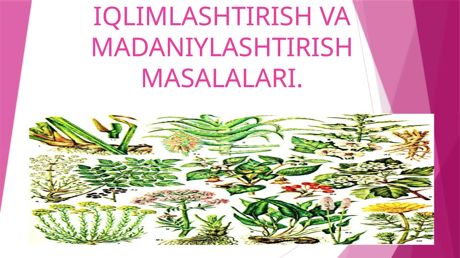 O‘zbekiston florasi