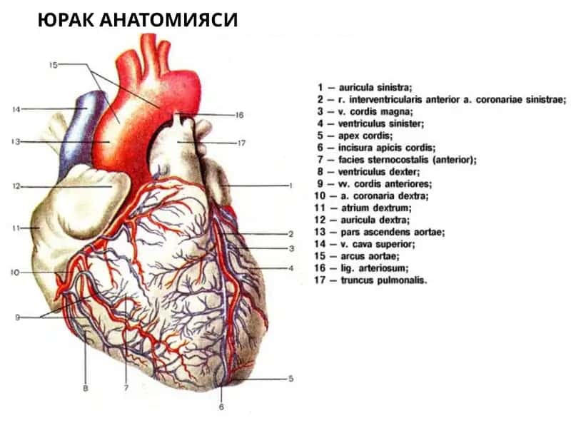 Юрак анатомияси