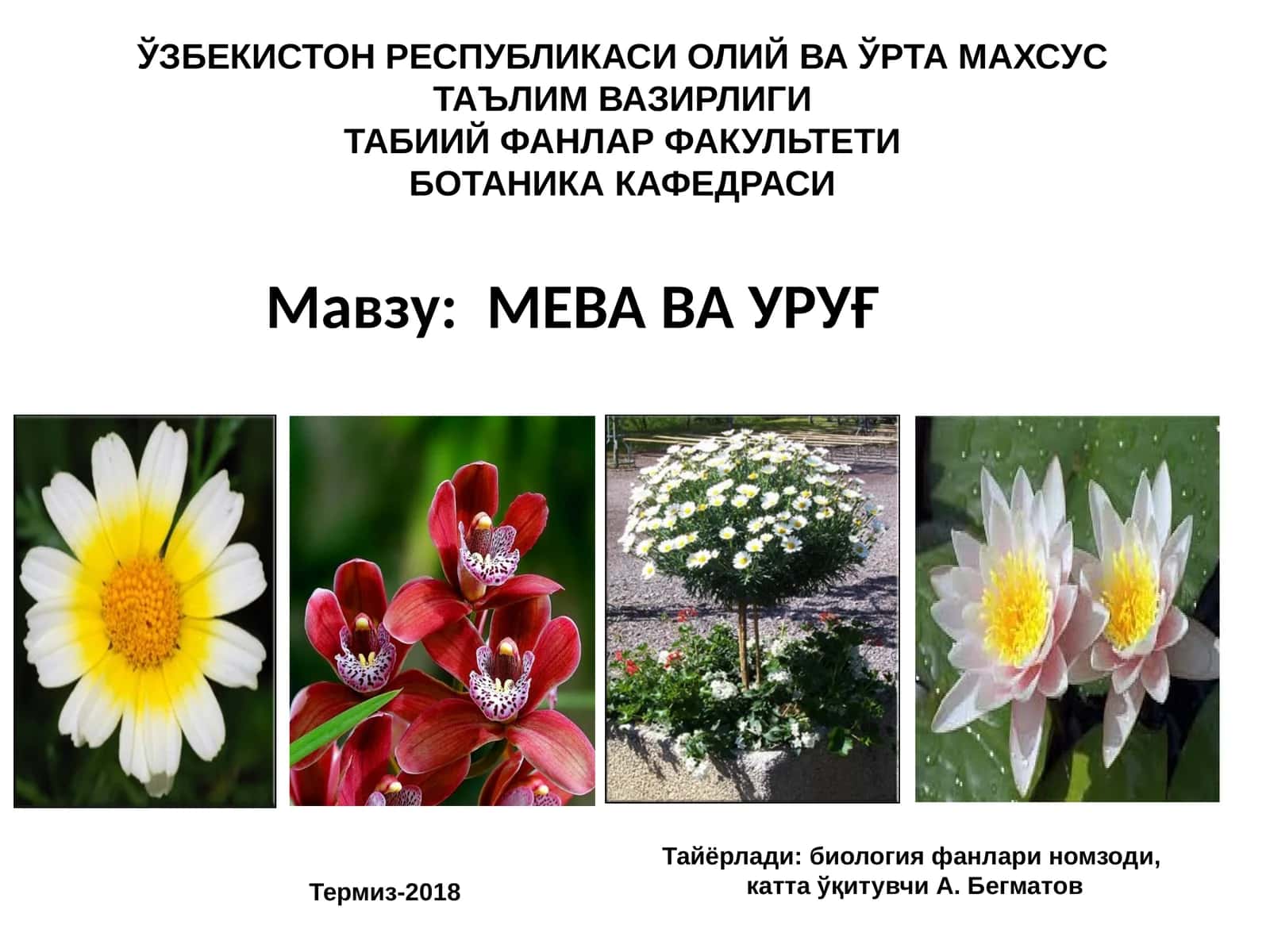 МЕВА ВАУРУҒ