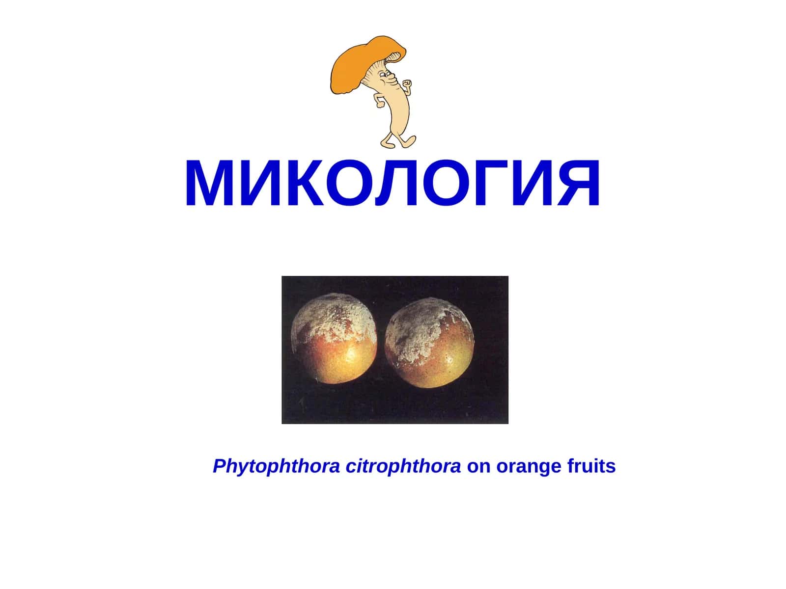 Тубан замбуруғлар ва замбуруғсимон организмлар.ProtozoavaXromistaдунёлари
