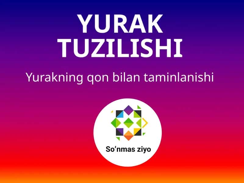 Yurak tuzilishi