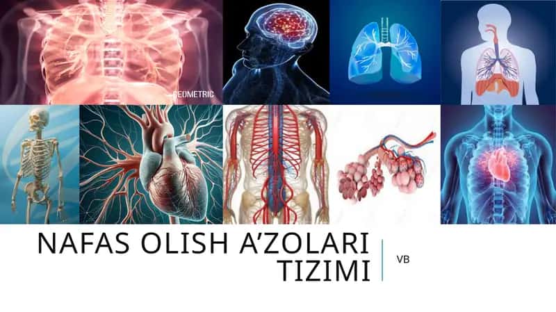 Nafas olish a’zolari tizimi