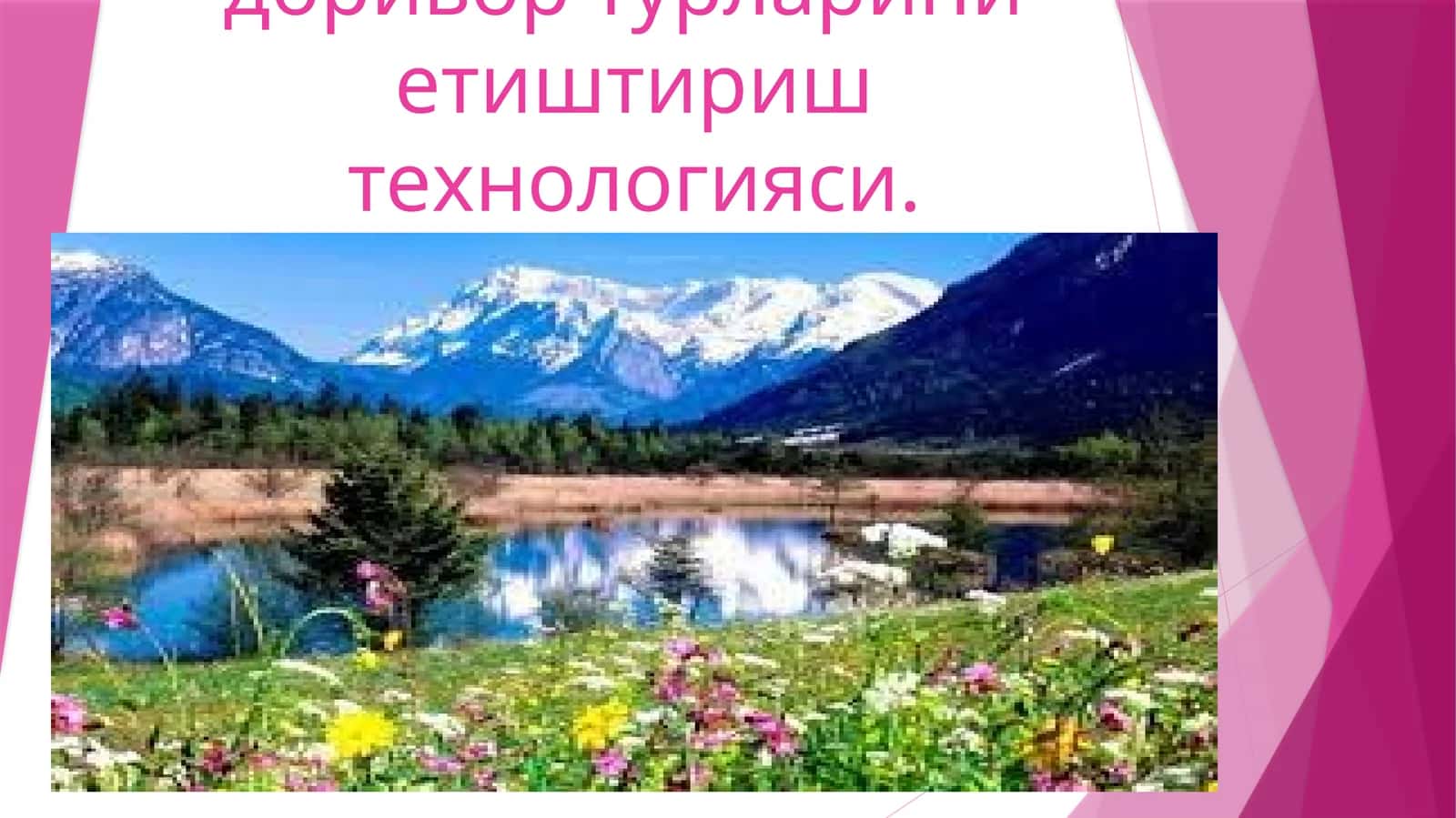 Чала бута, бута ўсимликларининг доривор турлариниетиштириш технологияси