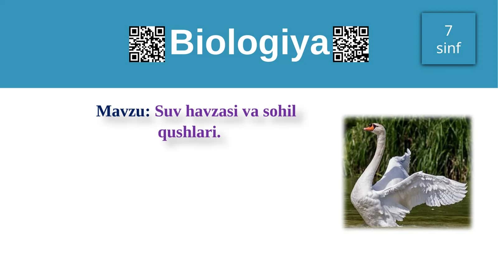 Suv havzasi va sohil qushlari