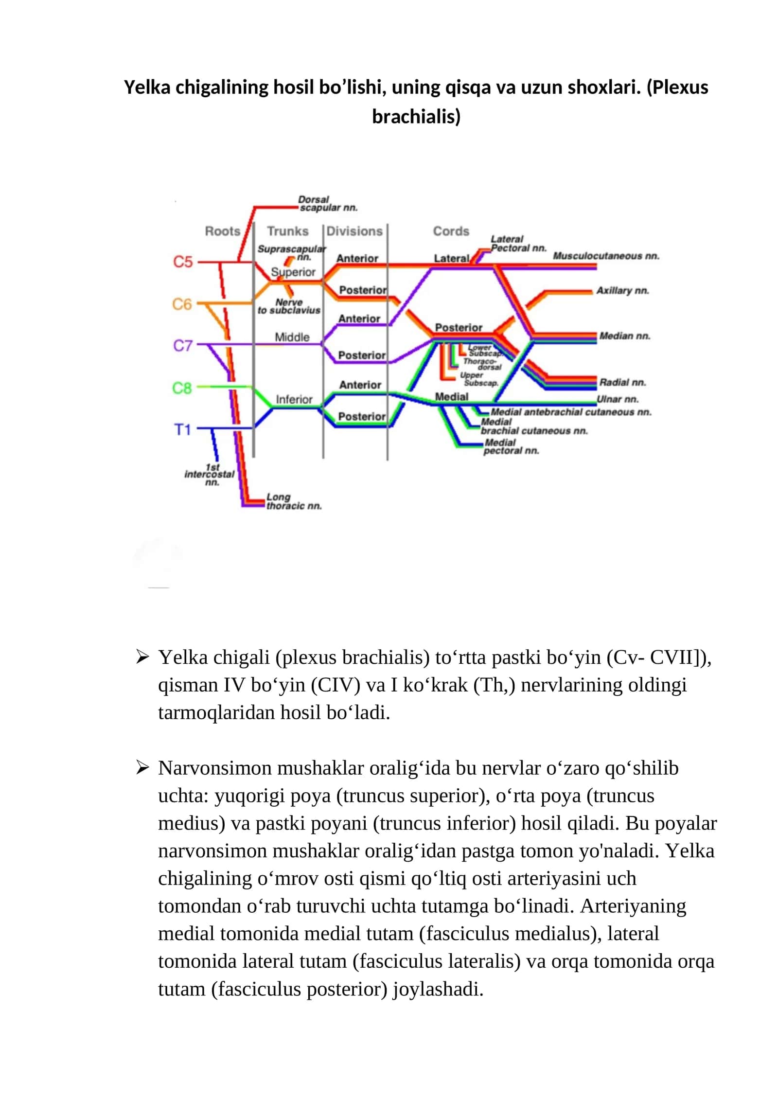 Yelka chigali (Plexus brachialis)