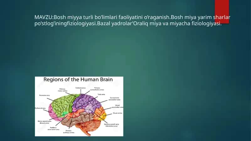 Bosh miyya turli bo’limlari faoliyatini o’raganish.Bosh miya yarim sharlar po’stlog’iningfiziologiyasi.Bazal yadrolar’Oraliq miya va miyacha fiziologiyasi.