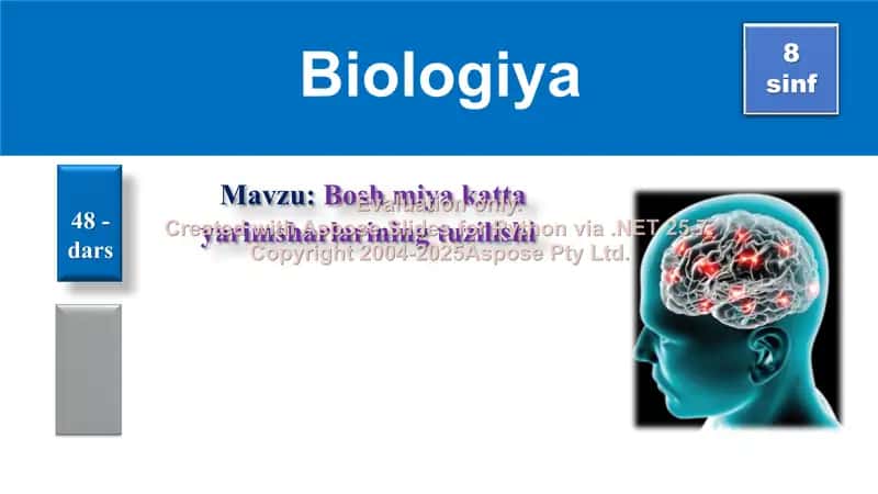 Bosh miya katta yarimsharlarining tuzilishi