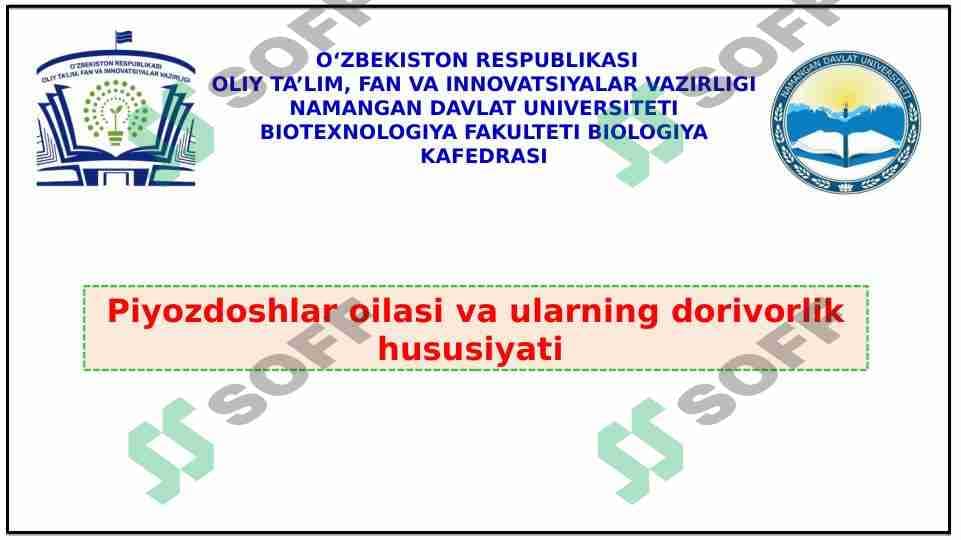 Piyozdoshlar oilasi va ularning dorivorlik hususiyati