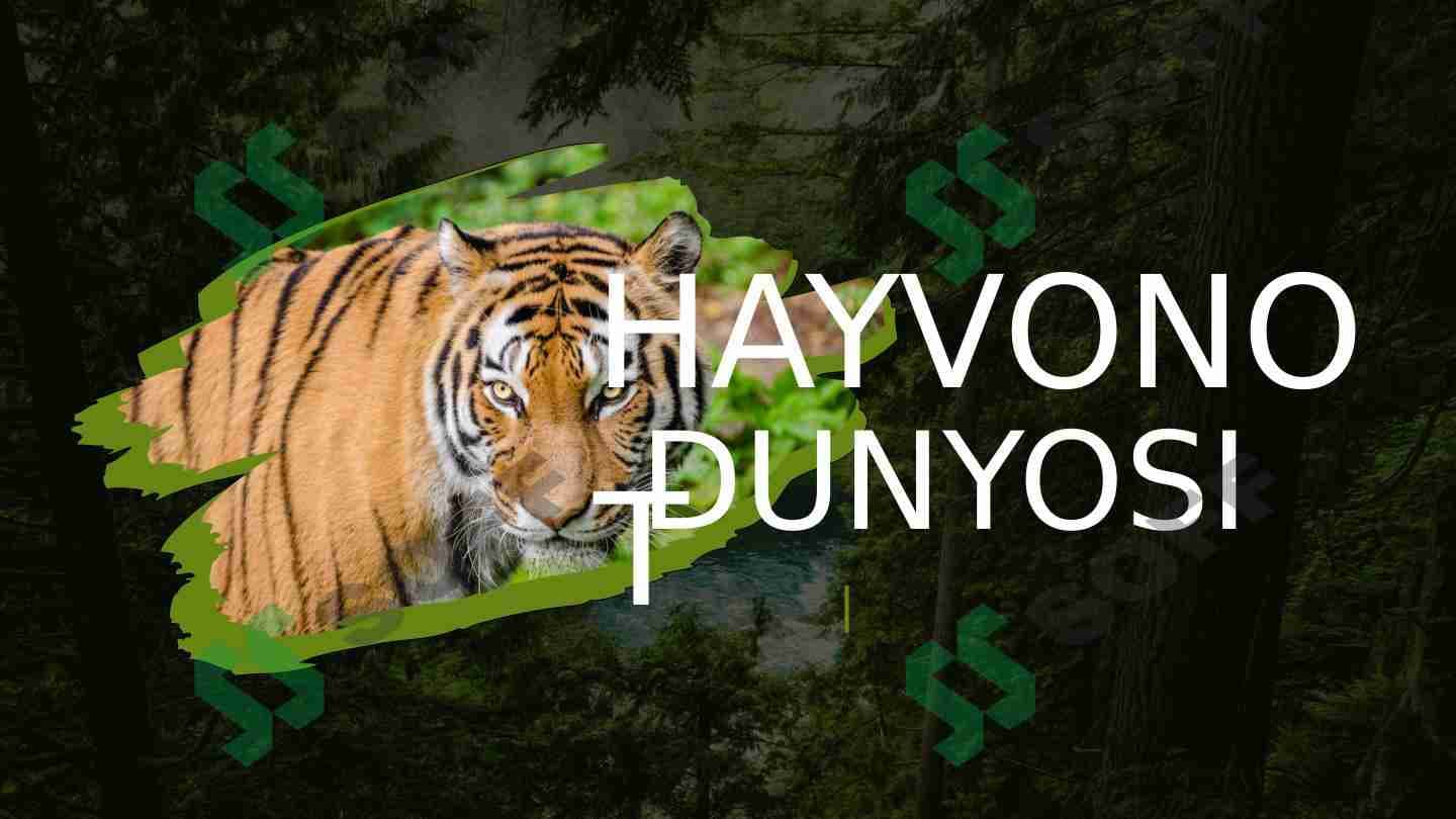 O'rmon hayvonlari