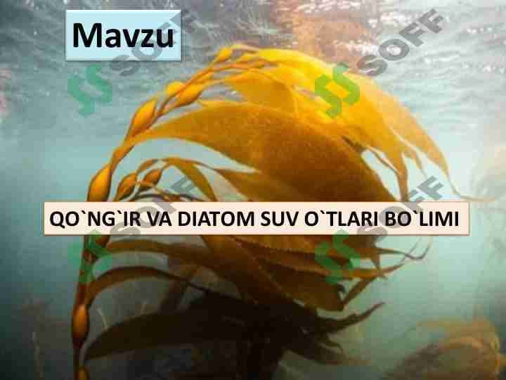 Qoʻnğir va diatom suvoʻtlar