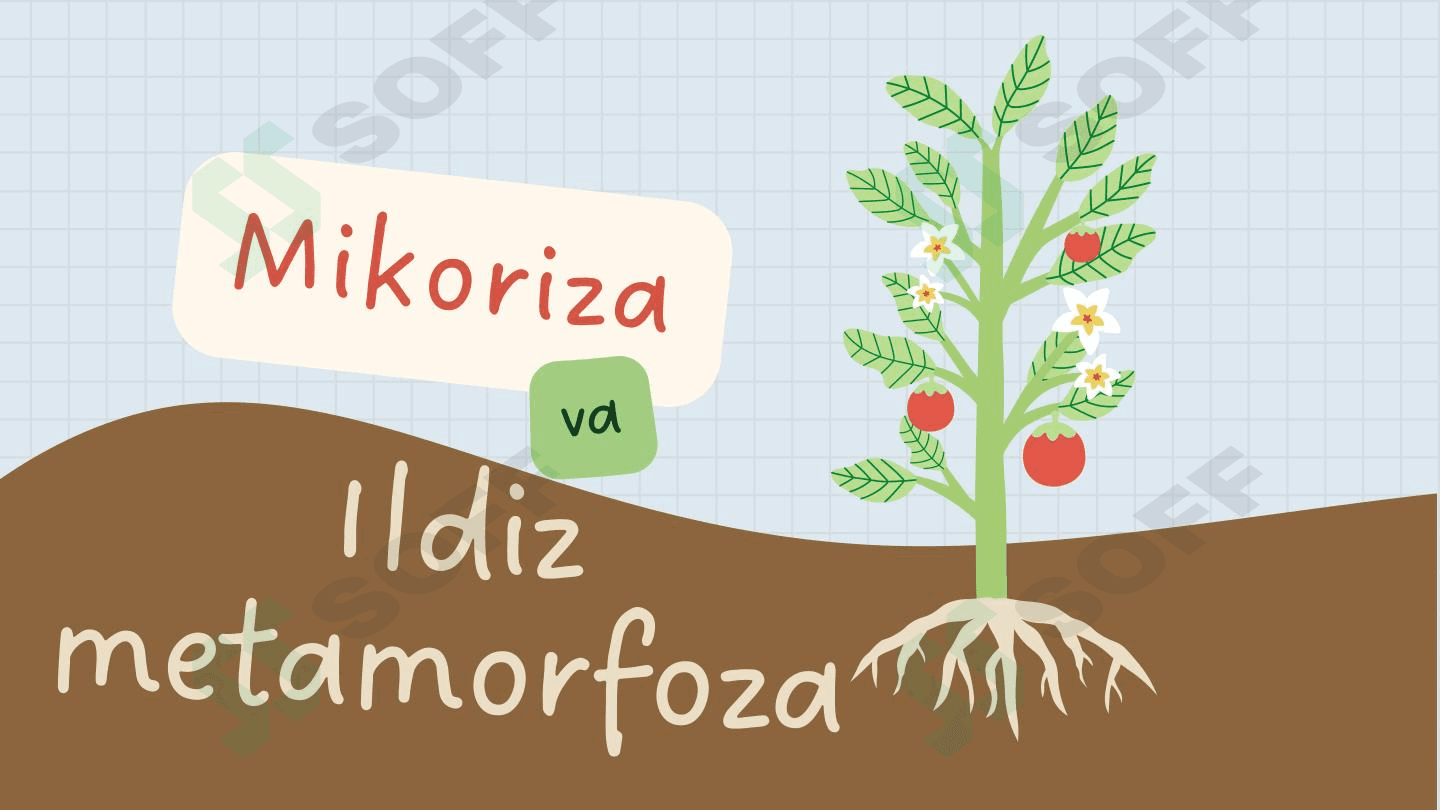 Mikoriza va Ildiz Metamorfoza