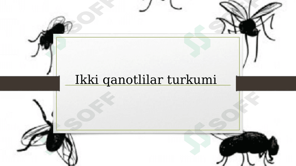Ikki qanotlilar turkumi haqida.