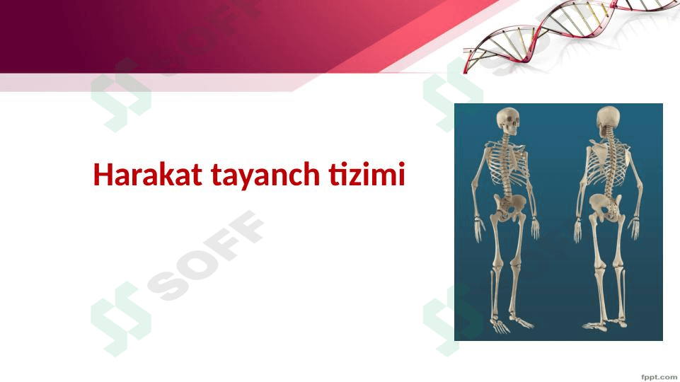 Tayanch va harakatlanish organlari.