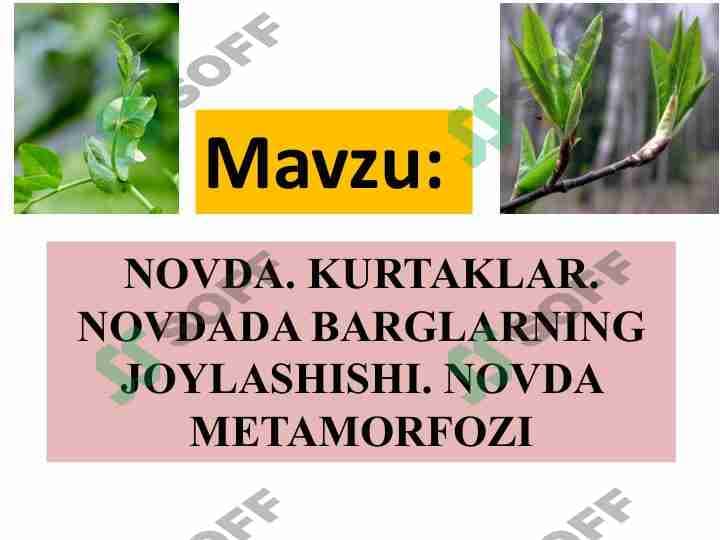 NОVDA. KURTAKLAR.  NОVDADA BARGLARNING  JОYLASHISHI. NОVDA  MЕTAMОRFОZI