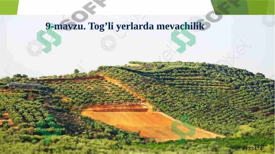 Tog’li yerlarda mevachilik