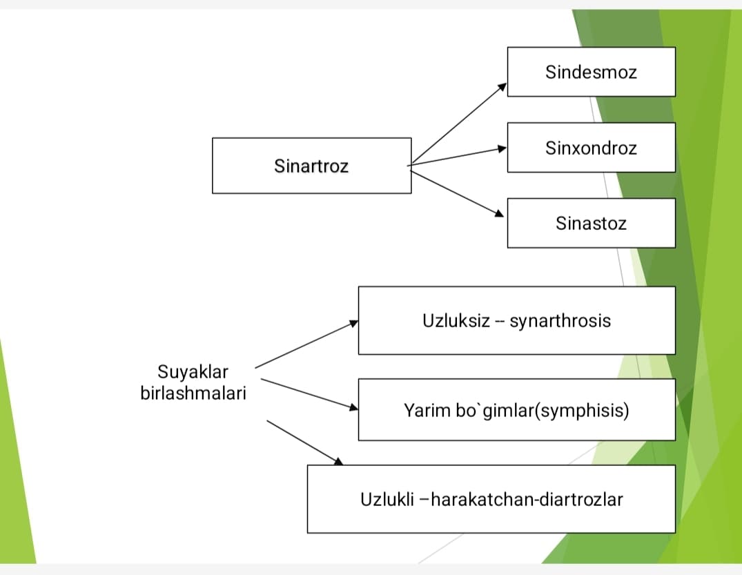 Birlashuvlar.Tana suyaklari birlashuvi va ularning bolalarda oʻziga xos xususiyatlari. Kalla suyagi birlashuvlari. Chakka pastki jagʻ boʻgʻimi.