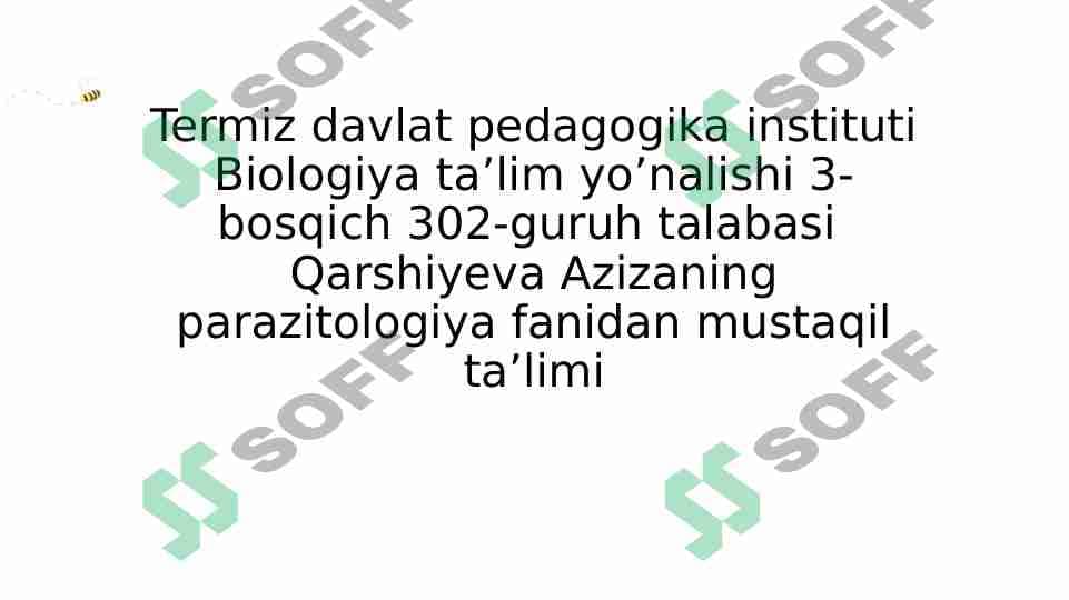 TASMASIMON CHUVALCHANGLAR (CYSTODA) SINFI
