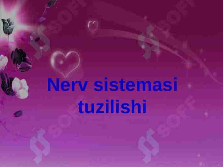 NERV SISTEMASI