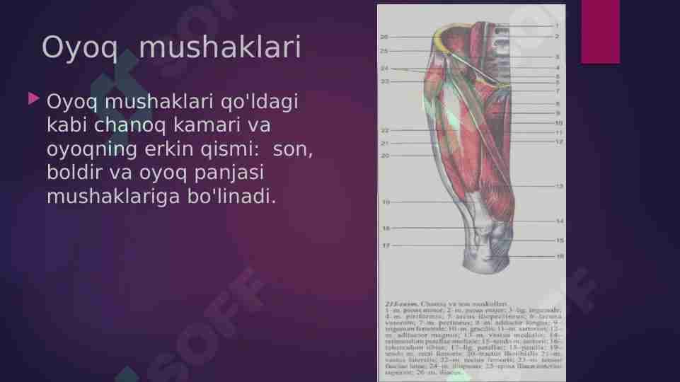 Oyoq  mushaklari