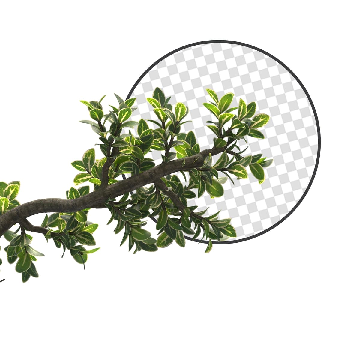 Psd daraxt barglari shoxlari oldingi | Psd tree leaves branch foreground