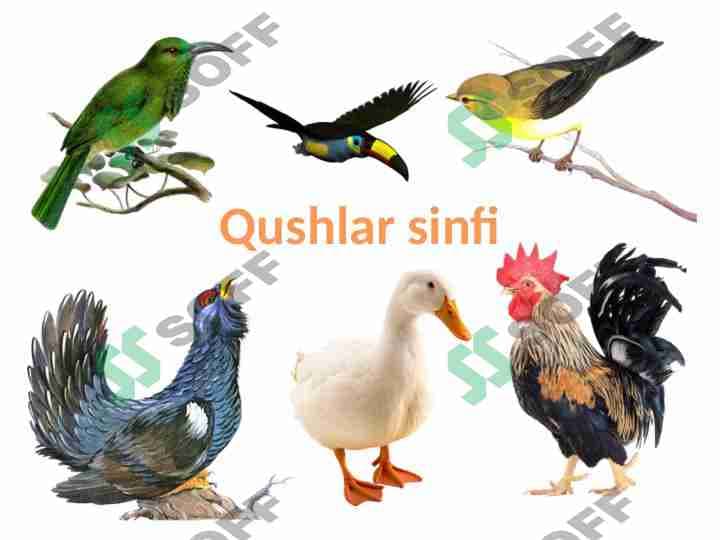 Qushlar sinfi