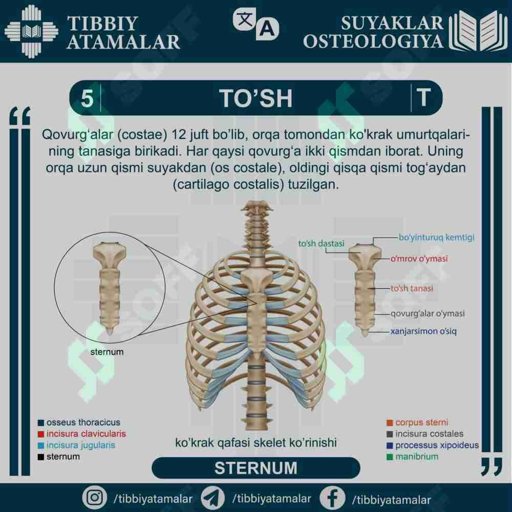TO'SH - STERNUM
