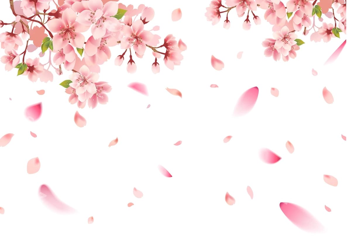 Olcha guli sakura oq orqa fon | Cherry blossom sakura white background