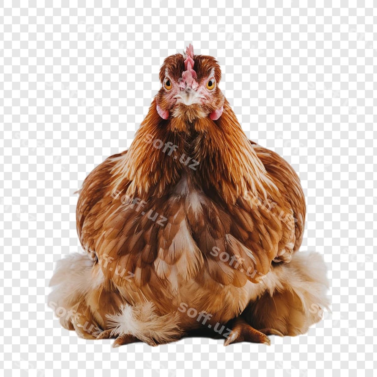 Tovuq ajraltirilgan oq orqa fonda | Chicken isolated white background