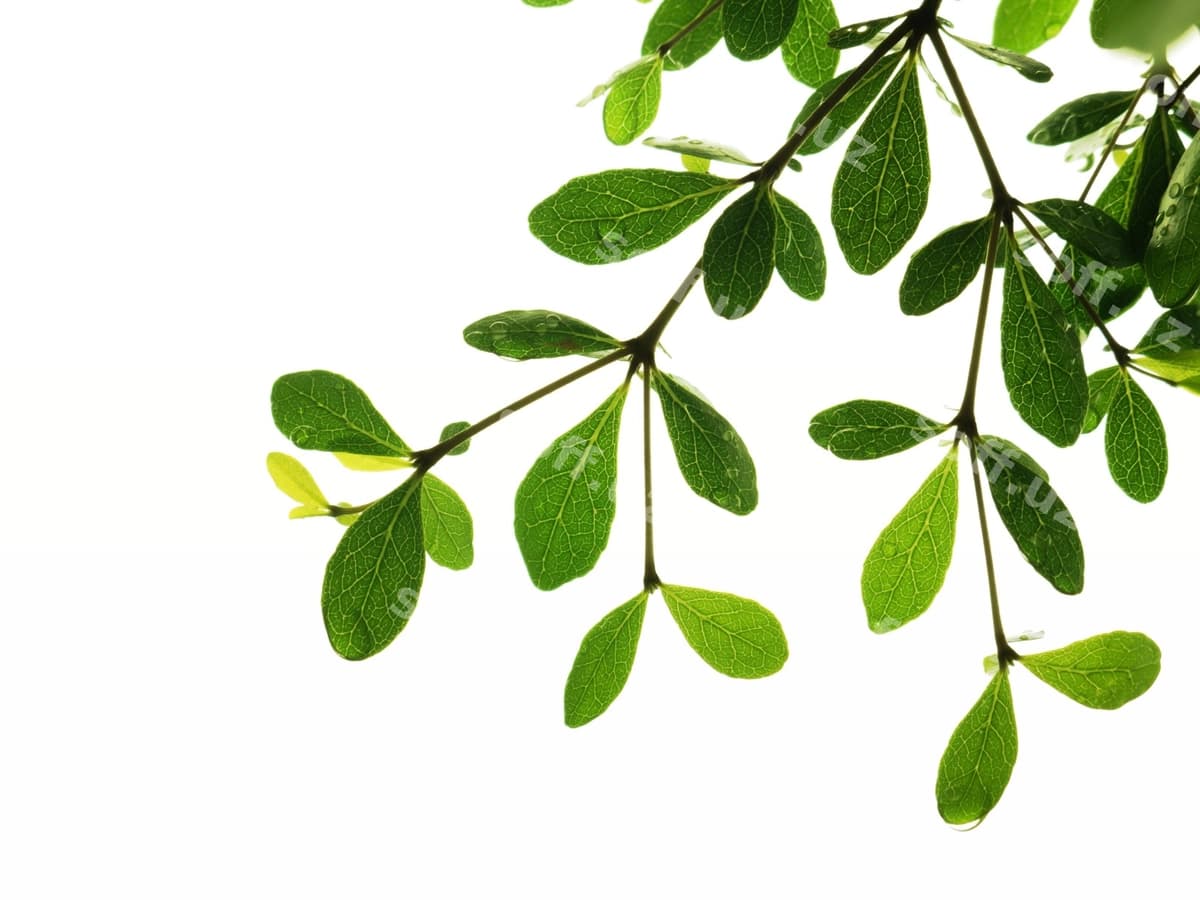 Yaqin baroklar oq fonda | Close up leaves against white background