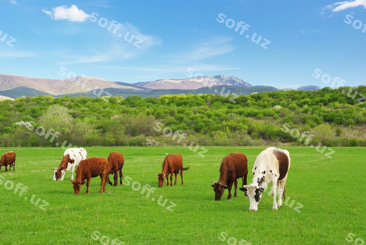 Sigir yashil dala tog | Cow green meadow mountain