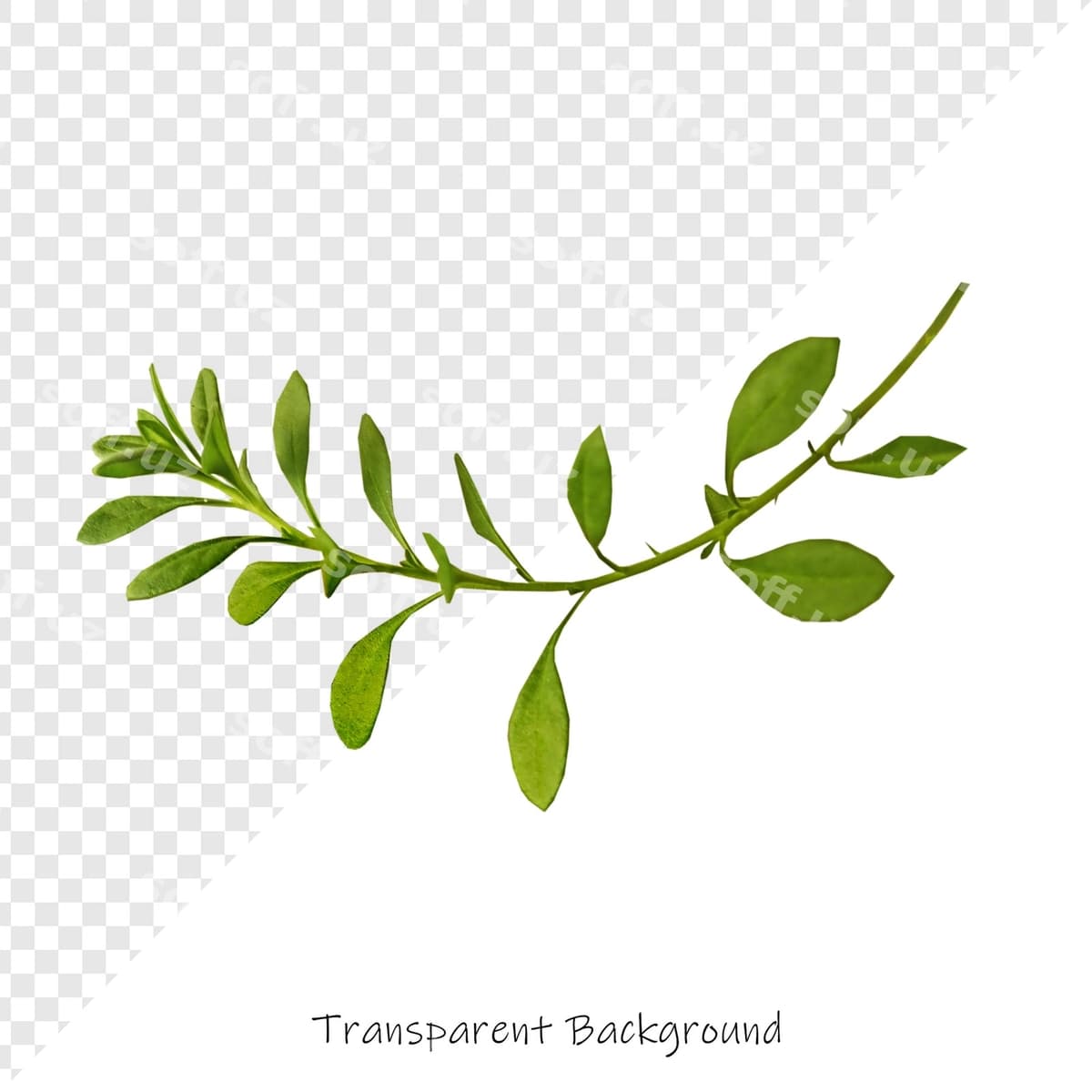 Chizilgan bitkı so'zlar bilan transparus qiladi | Drawing plant with words transparus it