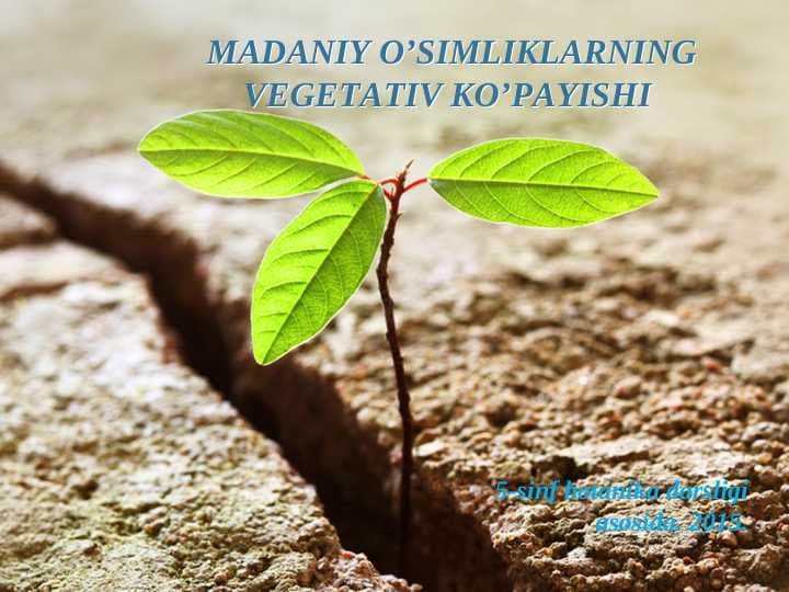 MADANIY O’SIMLIKLARNING VEGETATIV KO’PAYISHI