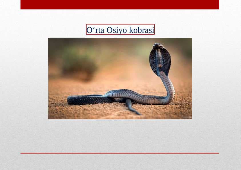 O‘rta Osiyo kobrasi