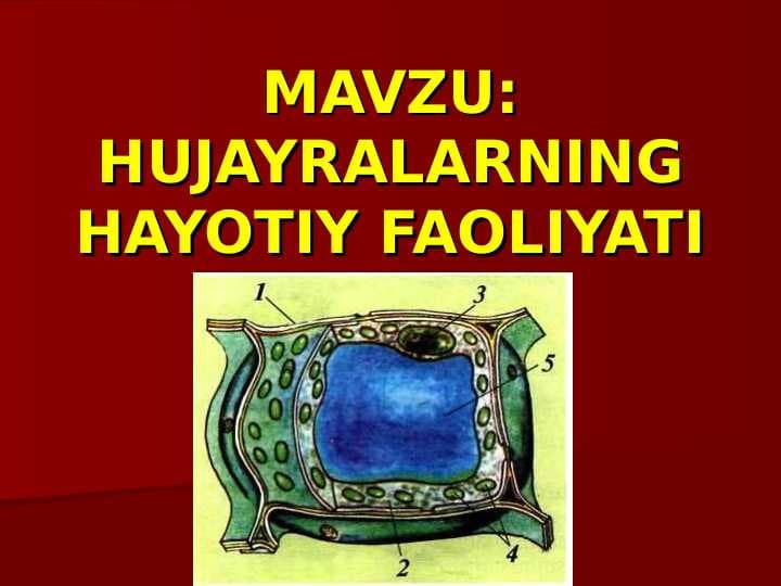 HUJAYRALARNING HAYOTIY FAOLIYATI