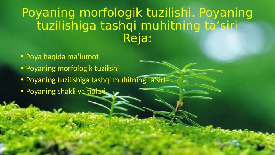 Poyaning morfologik tuzilishi