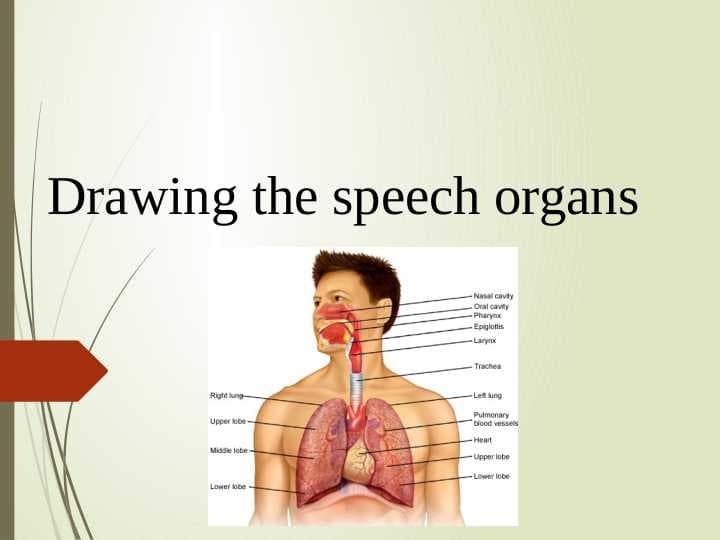 Drawing the speech organs