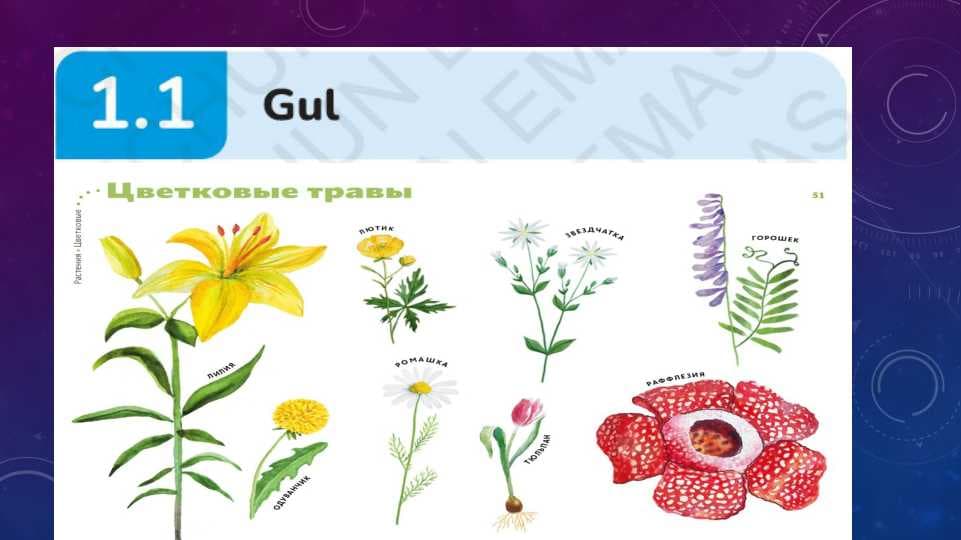 Gul