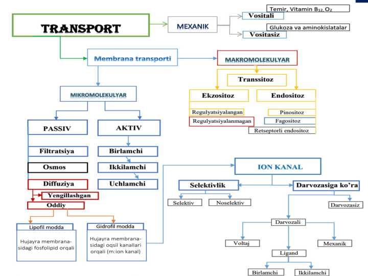 Aktiv transport