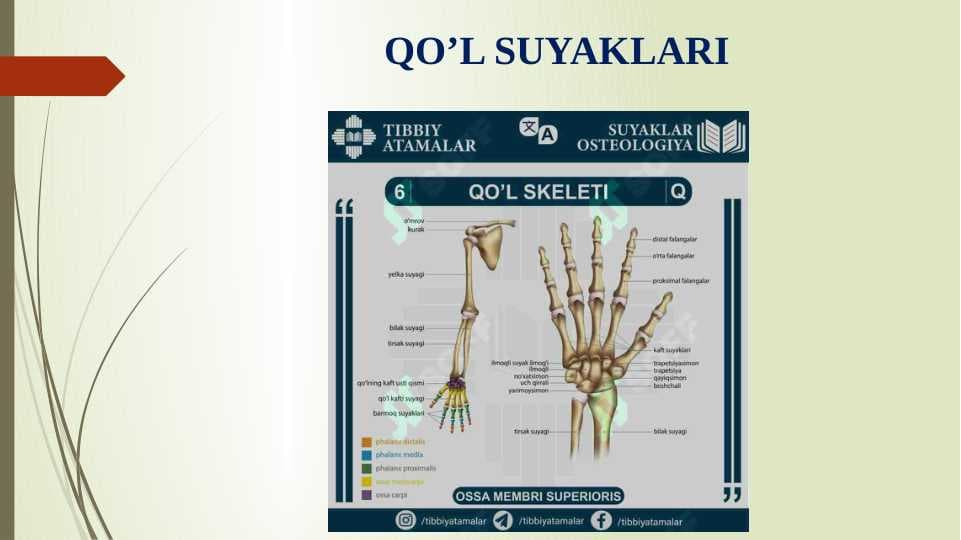 Qo‘l suyaklari