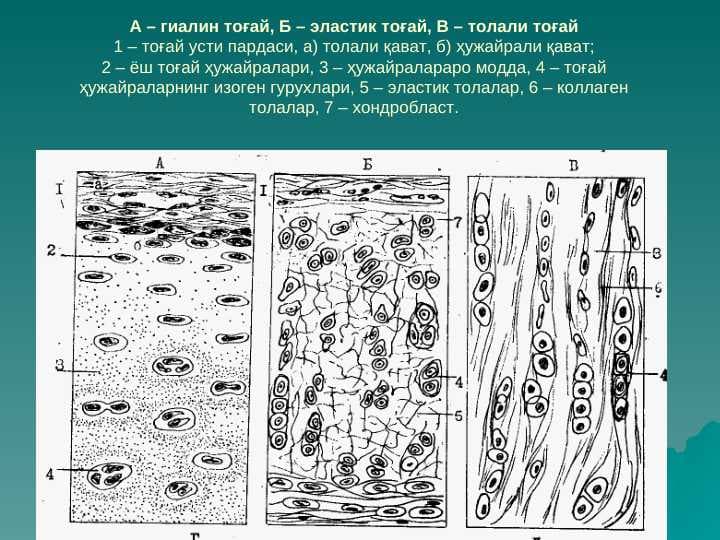 тогай ва суяк тукималар