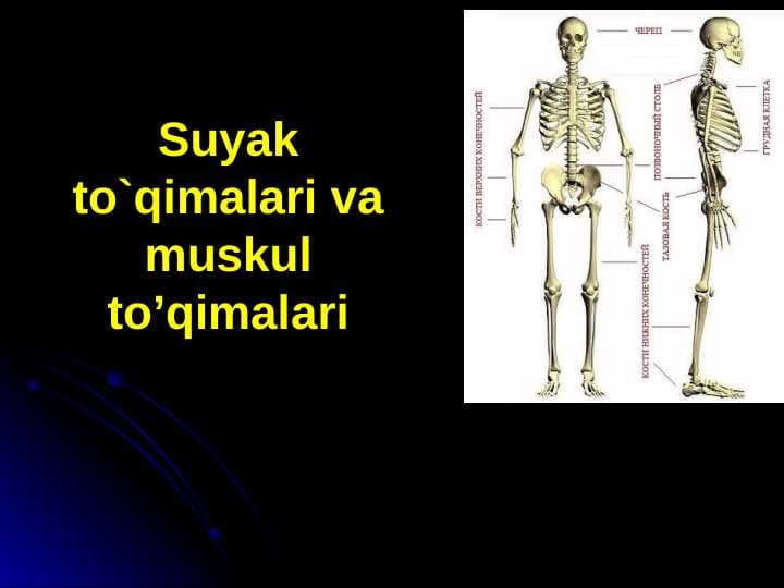 Suyak to'qimalari va muskul to’qimalari