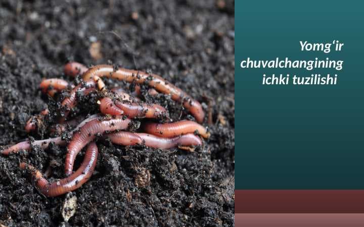 Yomg‘ir chuvalchangining ichki tuzilishi