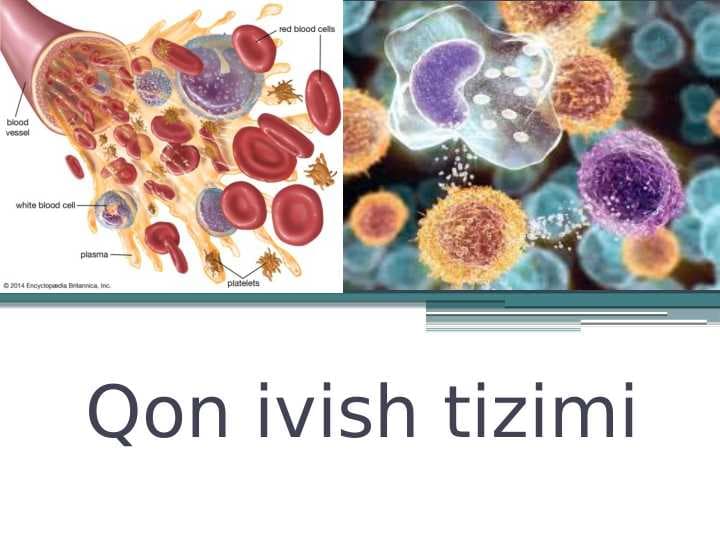 Qon ivish tizimi