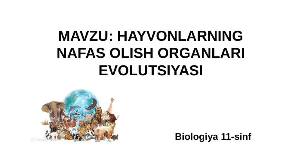 HAYVONLARNING NAFAS OLISH ORGANLARI EVOLUTSIYASI